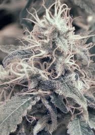Nordes od Absolute Cannabis Seeds nasiona marihuany