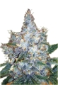 Blueberry auto
