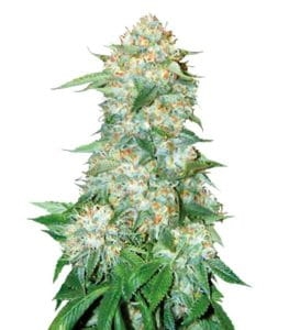 OG Kush od Bulk Seed Bank nasiona marihuany