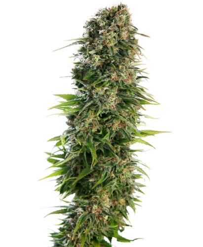 Hindu Kush Automatic