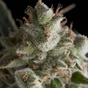 Fresh Candy od Pyramid Seeds nasiona marihuany