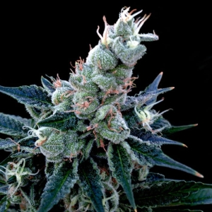 Double Alien 18 od Grow Your Own nasiona marihuany
