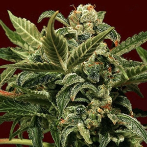 Russian Auto od Exotic Seed nasiona marihuany