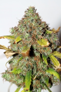 Power Africa od Seedsman nasiona marihuany