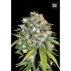 Skunk #99 od Bulk Seed Bank nasiona marihuany