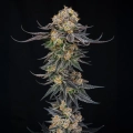 King of Kings by Julian Marley