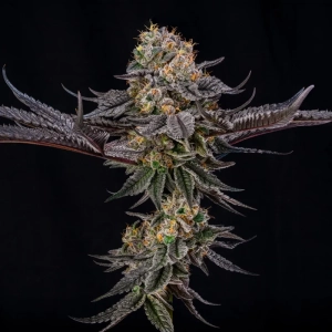 King of Kings by Julian Marley
