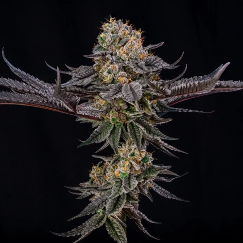 King of Kings by Julian Marley