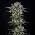 Julian Marley Special by Julian Marley