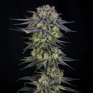 Julian Marley Special by Julian Marley