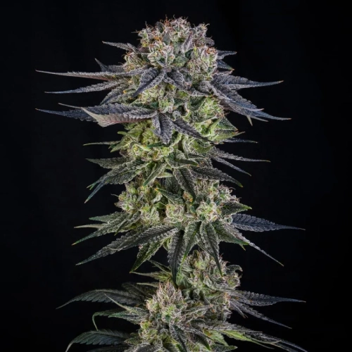 Julian Marley Special by Julian Marley