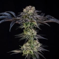 Julian Marley Special by Julian Marley