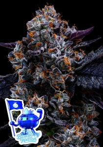 Free Blueberry Nation