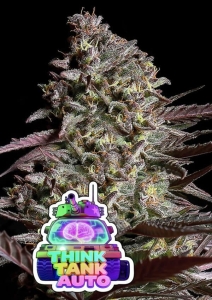 Think Tank Auto od Anesia Seeds nasiona marihuany