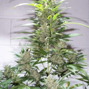 Creative Auto od Ketama Seeds nasiona marihuany