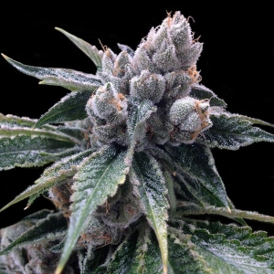 White Walker Kush od Grow Your Own nasiona marihuany