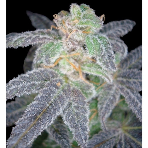 Purple OG #18
