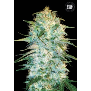 Auto Amnesia Platinum od Bulk Seed Bank nasiona marihuany