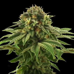 Grape LA od DNA Genetics nasiona marihuany
