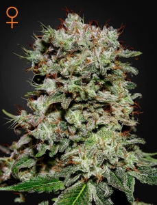 Kalashnikova  od Green House Seeds nasiona marihuany