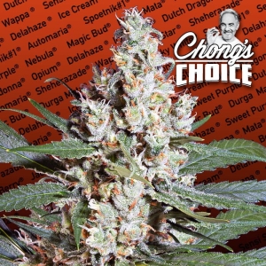 L.A. Amnesia od Paradise Seeds nasiona marihuany