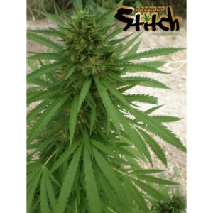 Copacabana SuperAuto od Flash Seeds nasiona marihuany