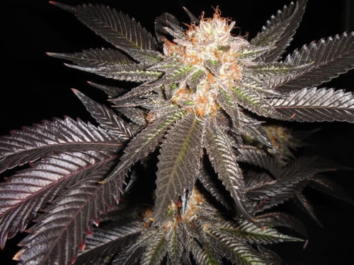 Hawaiian Punch