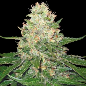 Rocklock od Grow Your Own nasiona marihuany