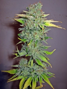 Cheese od Seedsman nasiona marihuany