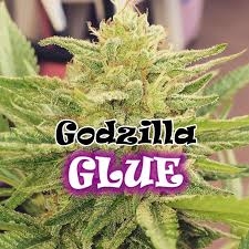 Godzilla Glue od Dr Underground nasiona marihuany