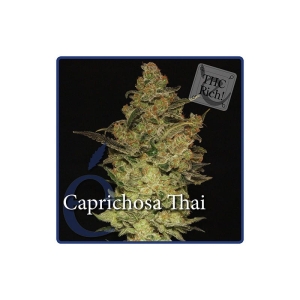 Caprichosa Thai od Elite Seeds nasiona marihuany