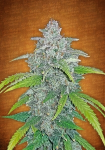Blue Dream Matic Auto