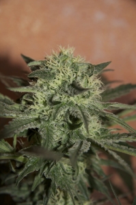 Auto Lemon od Seedsman nasiona marihuany
