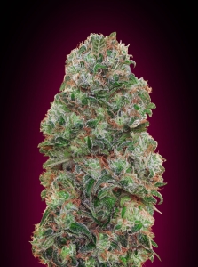 Bubble Gum od 00 Seeds Bank nasiona marihuany
