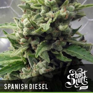Auto Spanish Diesel od Short Stuff Seedbank nasiona marihuany
