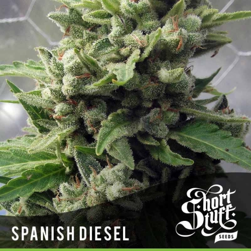 Auto Spanish Diesel