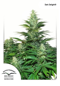 Dark Delight od Dutch Passion nasiona marihuany