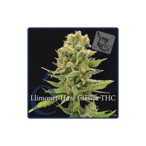Llimonet Haze Classic THC od Elite Seeds nasiona marihuany