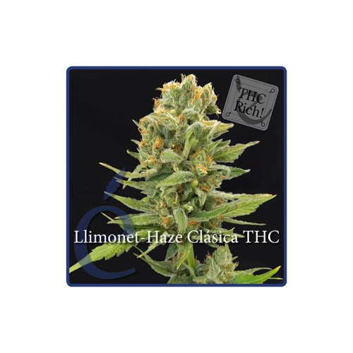 Llimonet Haze Classic THC