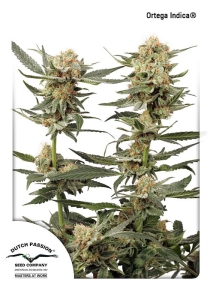 Ortega Indica od Dutch Passion nasiona marihuany