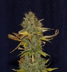 White Widow Fast od Seedsman nasiona marihuany