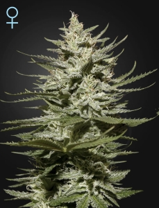 The Church CBD od Green House Seeds nasiona marihuany