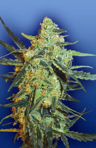 Blueberry Skunk