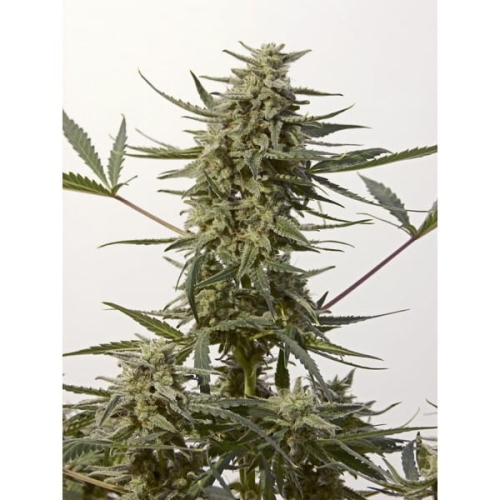 Critical #47 Express