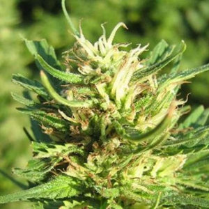 Super Skunk od Nirvana nasiona marihuany