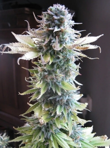 Early Skunk od Seedsman nasiona marihuany