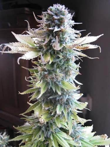 Early Skunk