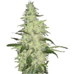 Next of Kin od Super Strains nasiona marihuany