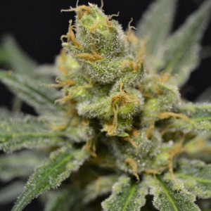 Super Shark od 710 Genetics nasiona marihuany