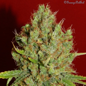 Renaissance od French Touch Seeds nasiona marihuany